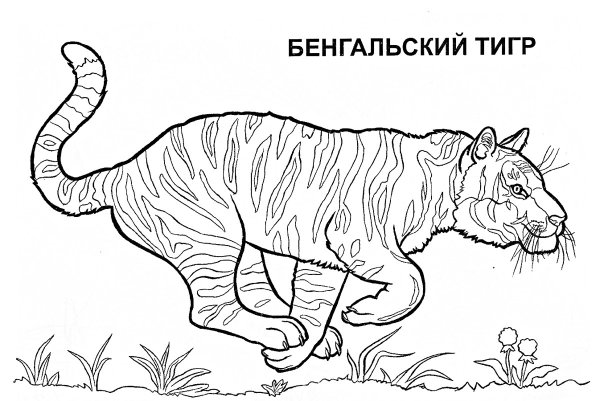 Раскраска животные красной книги для детей