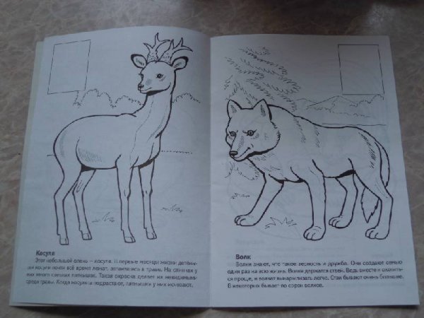 Раскраска животных красной книги