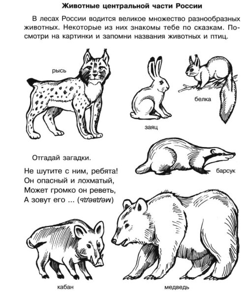 Животные красной книги России раскраска