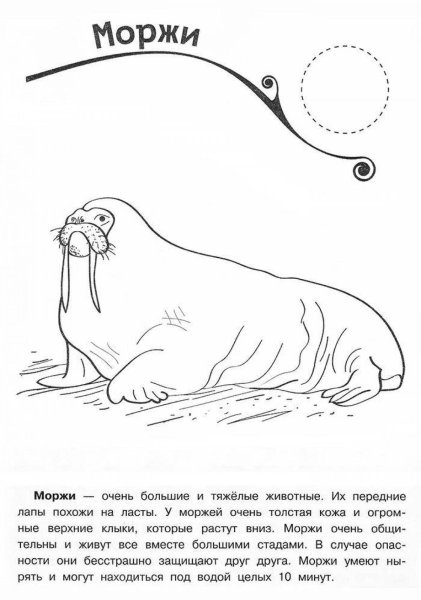 Морж раскраска для детей