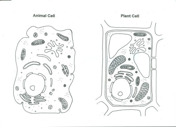 Раскраски животная клетка (54 фото)
