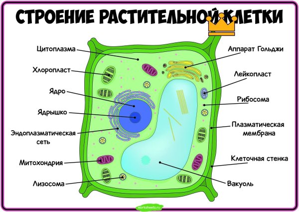 Строение растительной клетки 6 кл