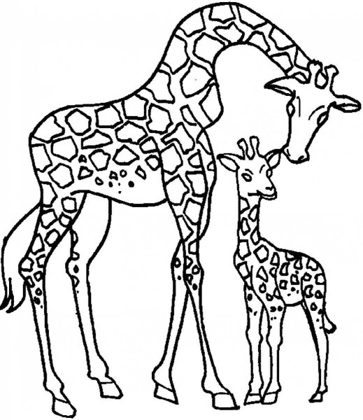 Раскраски Жираф - Скачать или Распечатать бесплатно