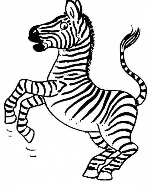 Зебра раскраска