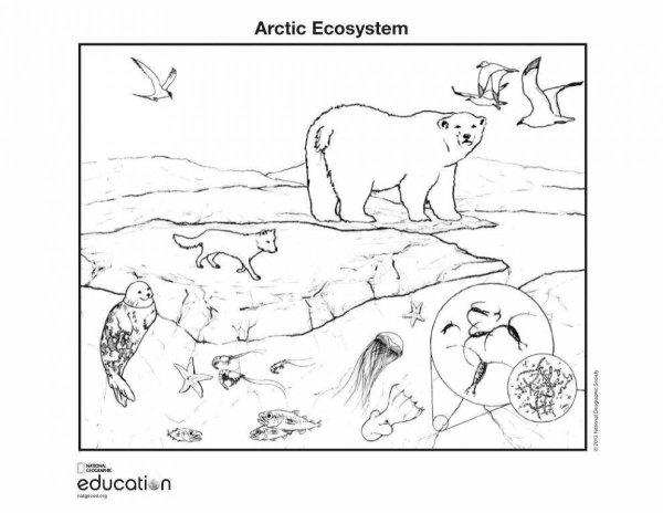 Арктика рисунки раскрашки для детей