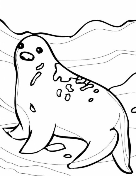 Морской котик раскраска