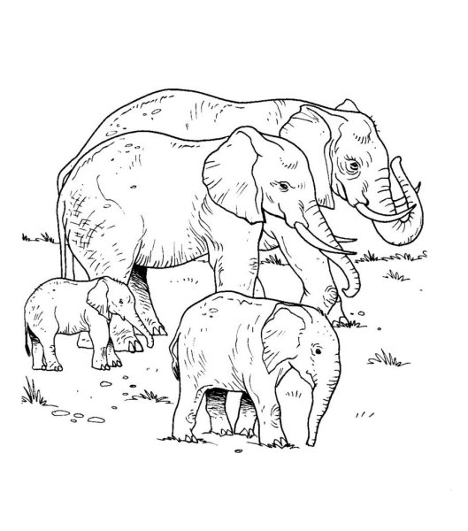Семья слонов раскраска
