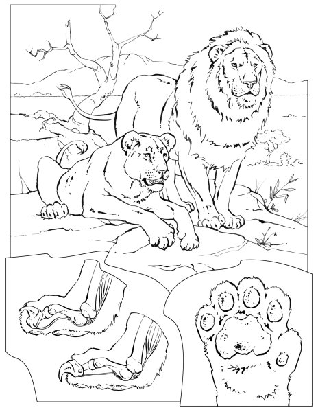 Раскраски львы и львята