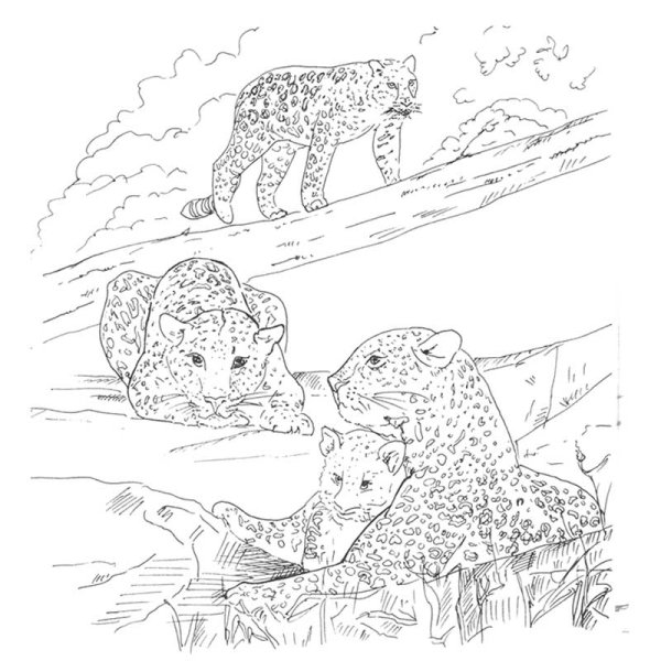 Семья леопардов раскраска