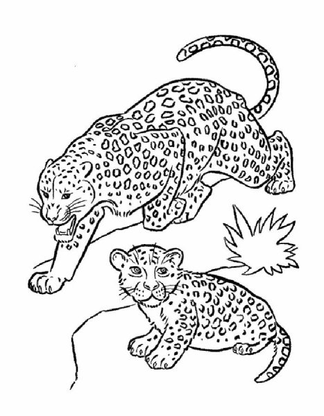 Разукрашка Дальневосточный леопард
