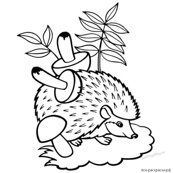 Раскраска Ёжик