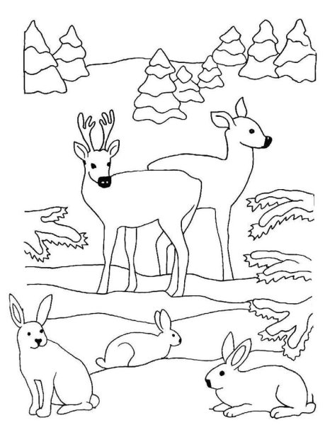 Раскраски Дикие животные зимой