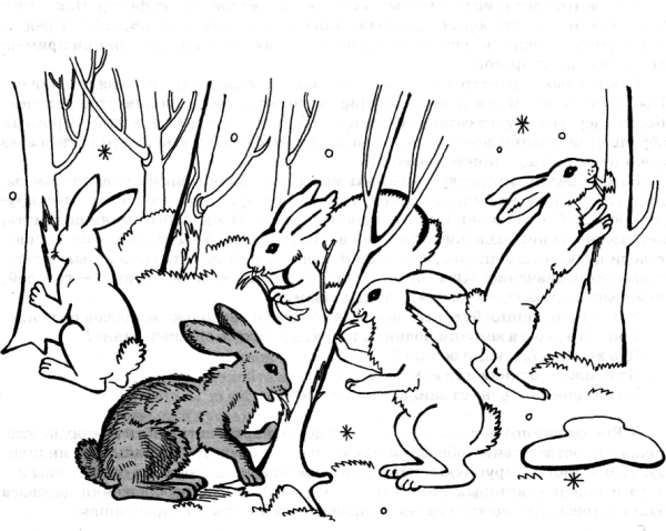 Раскраска заяц зимой