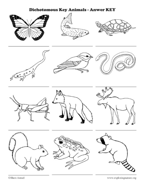 Классификация животных для дошкольников