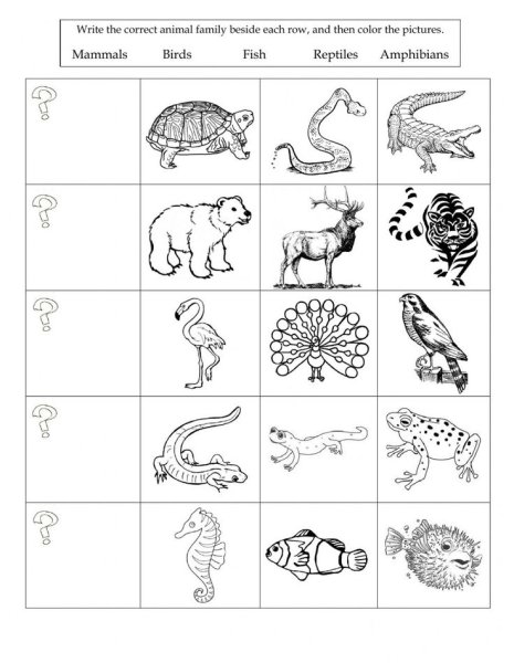Classification of animals Worksheet