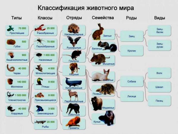 Биология классификация животных
