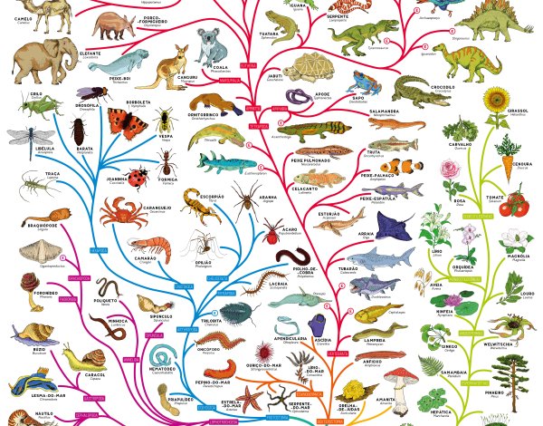 Филогенетическое Древо животного мира