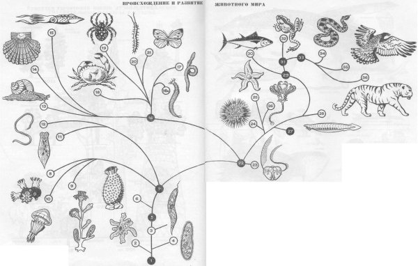 Эволюция животного мира
