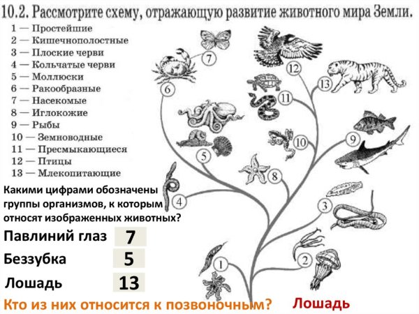 Задания по систематике животных