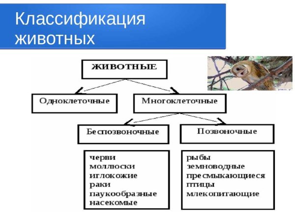 Классификация животных 5 класс биология