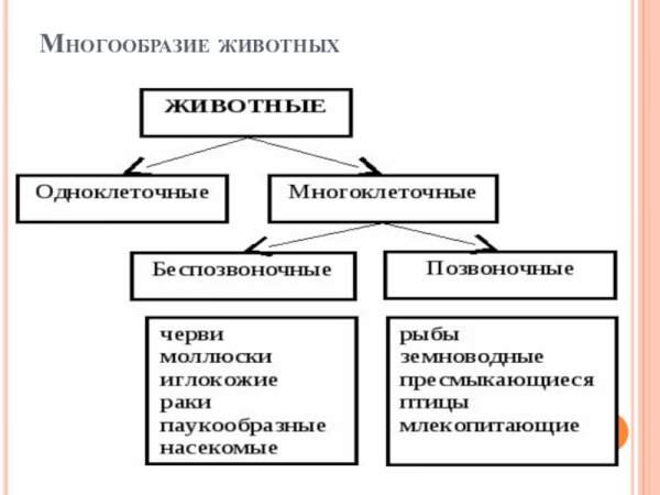 Царство животных классификация таблица