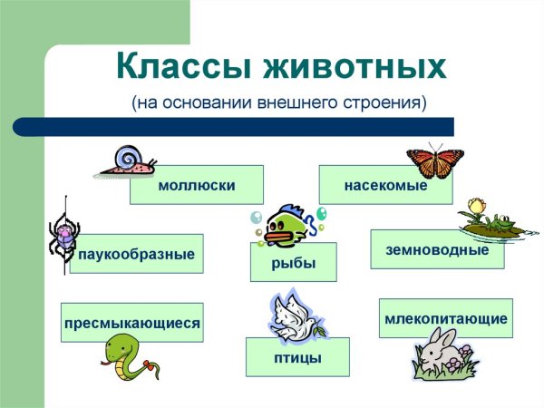 Царство животных классификация 3 класс окружающий мир