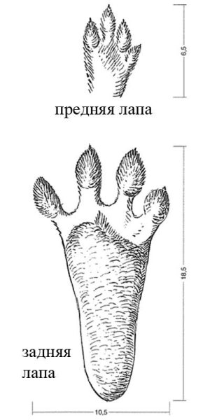 След лапки зайца