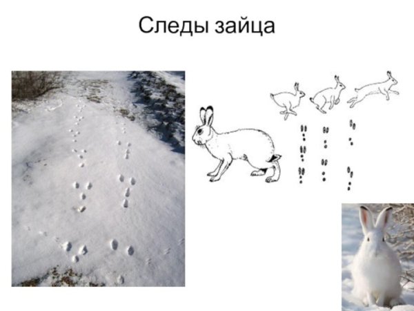 Кроличьи следы