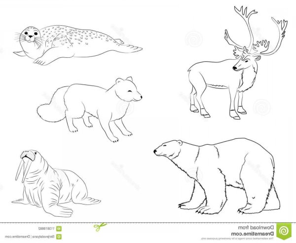 Контурные изображения животных севера