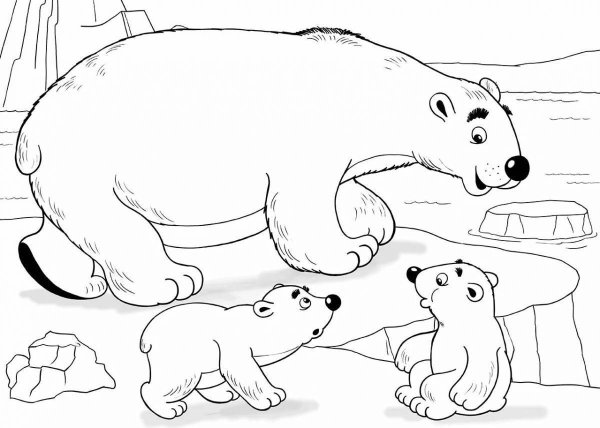 Арктика белый медведь раскраска для детей