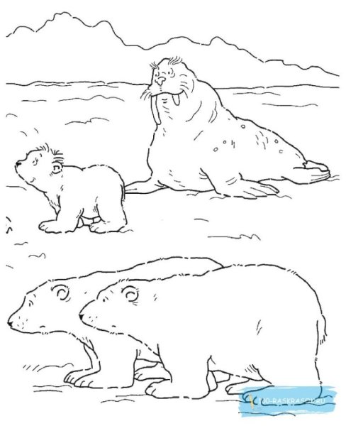 Животные Арктики раскраска