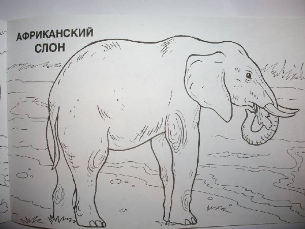 Рисунки исчезающих животных