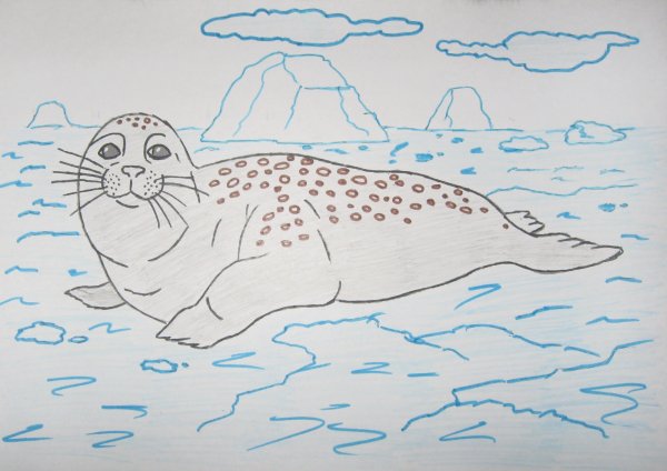 Животные Арктики раскраски для детей
