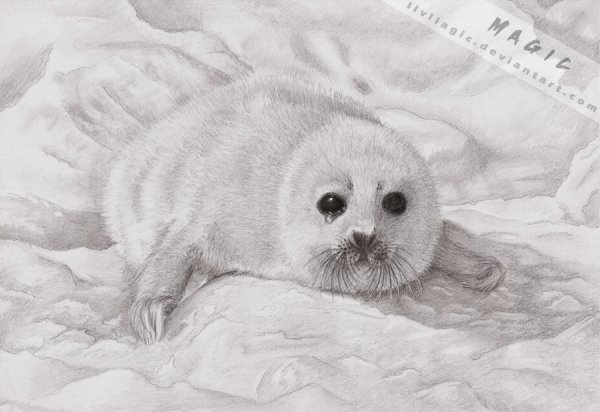 Байкальский тюлень Нерпа нарисовать
