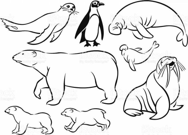 Раскраски животных Арктики и Антарктиды