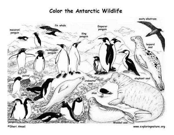 Раскраска обитатели Антарктики