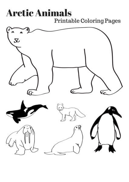 Раскраски животные Арктики и Антарктики для детей