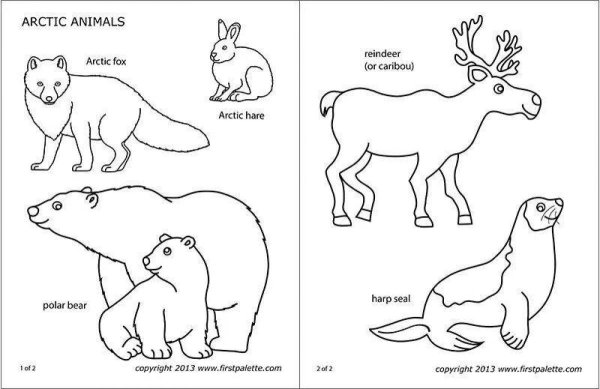 Раскраски животные севера для дошкольников