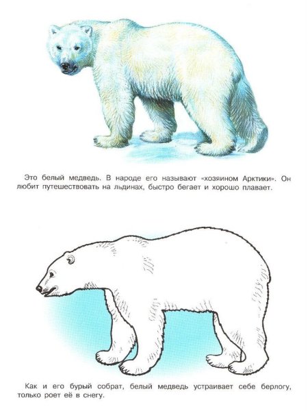 Задания животные Арктики и Антарктики