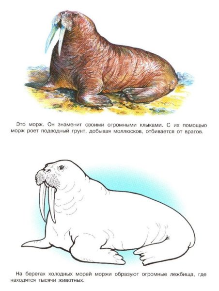 Раскраски животных Арктики и Антарктиды