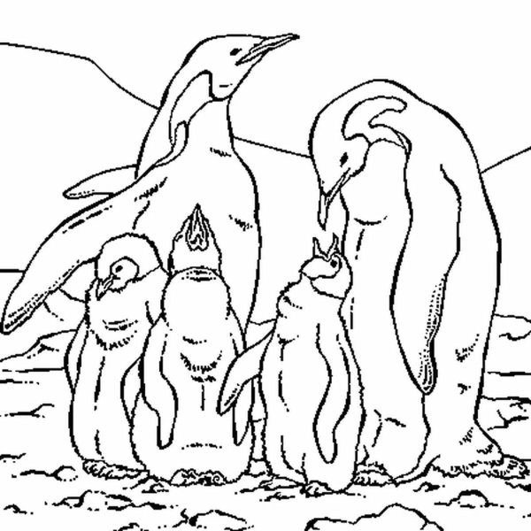 Животные севера Пингвин раскраска