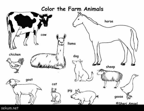 Животные на английском раскраска