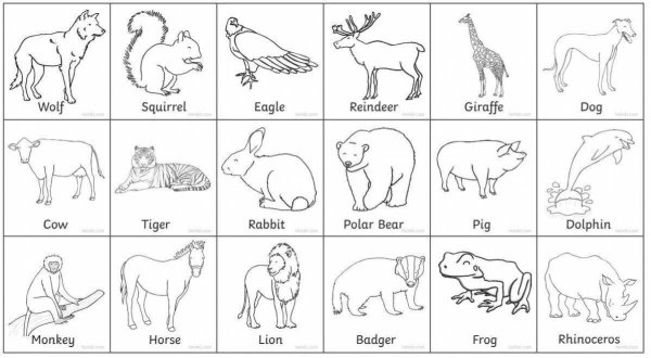 Животные на английском раскраска