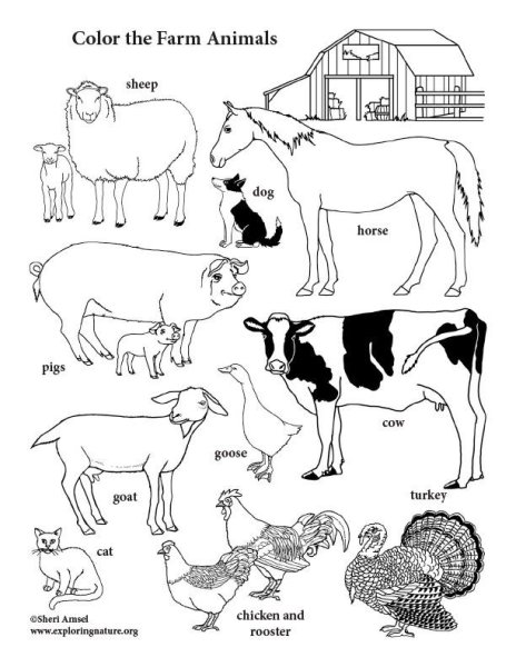 Herbivores Carnivores and Omnivores