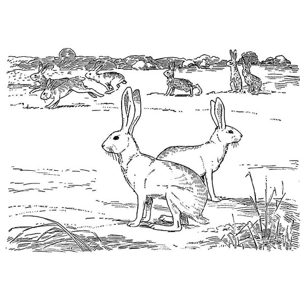 Раскраски зайцы бегут (46 фото)