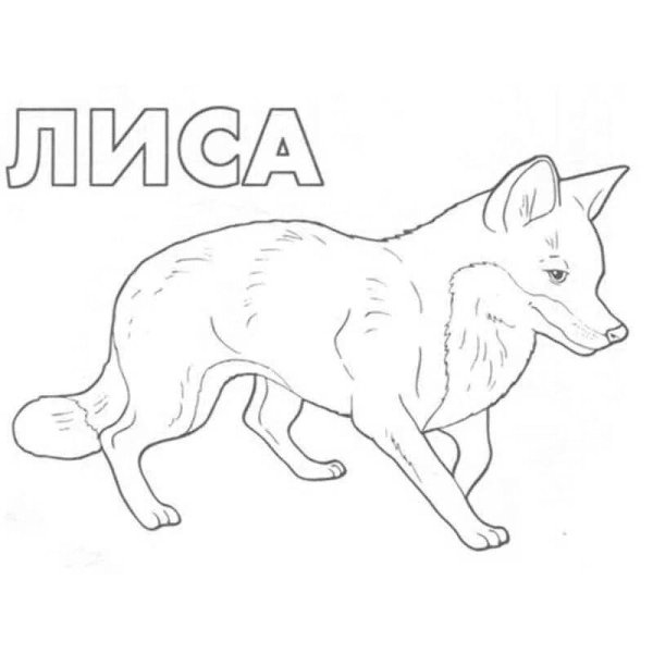 Раскраски животные лиса