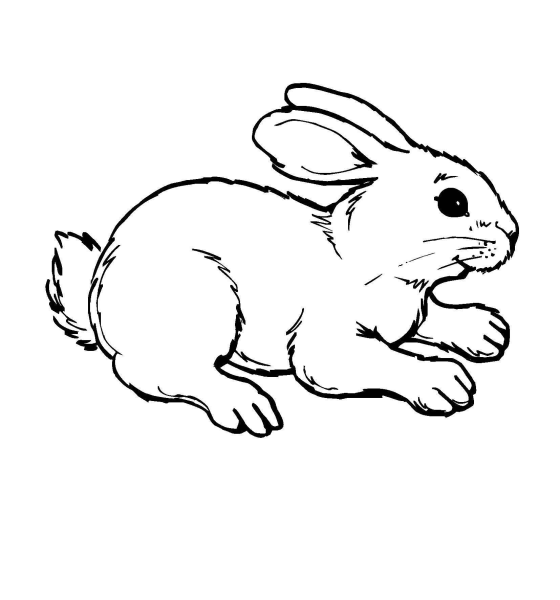 Раскраски заяц с мячом (55 фото)