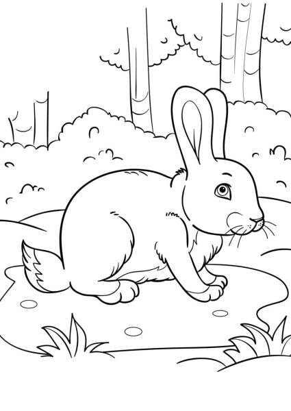 Заяц Русак раскраска для детей