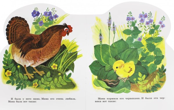 Чарушин Курочка