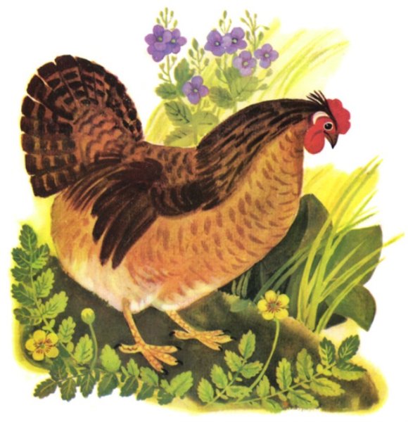 Корней Чуковский курица